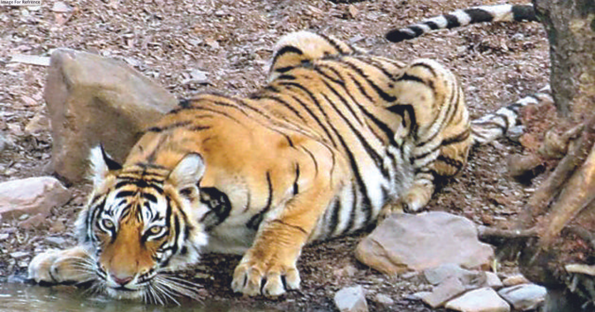 Missing Tiger MT–5 traced in Mukundra Hills Reserve
